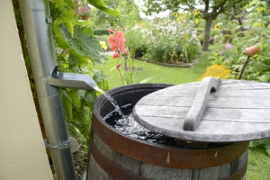 Regenwasser aus Fallrohr in Regentonne